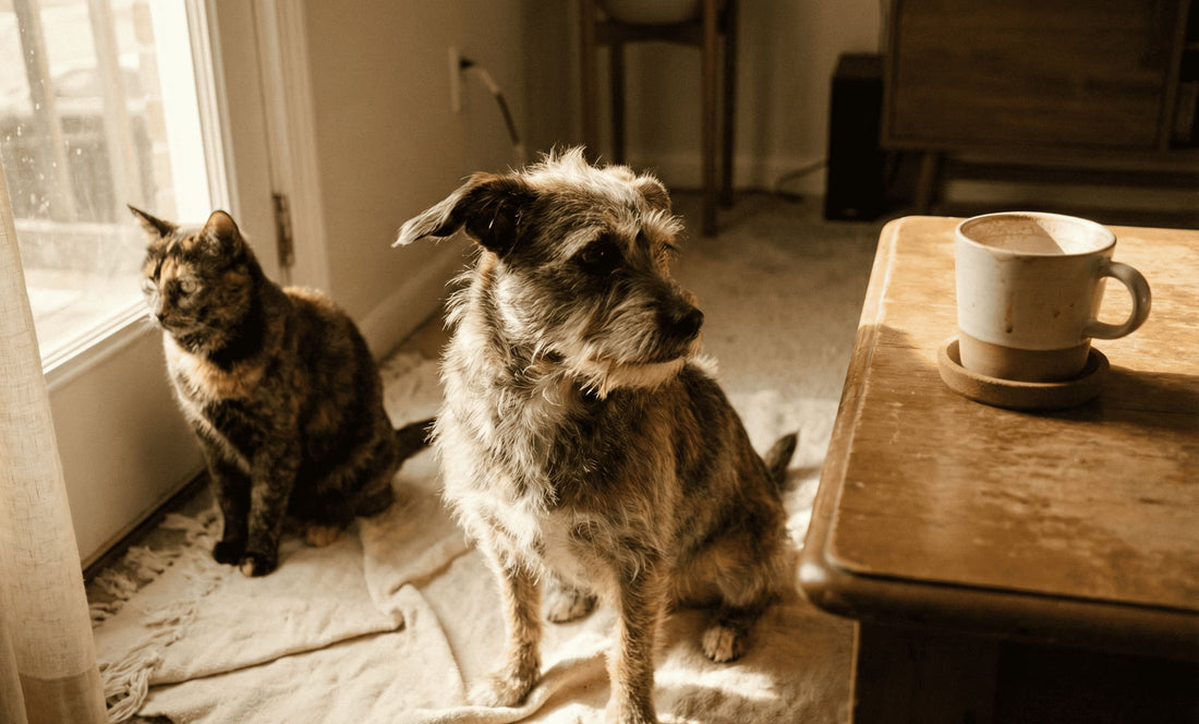 Cat Urine vs. Dog Urine: Why One Smells So Much Worse (and How to Fix It)